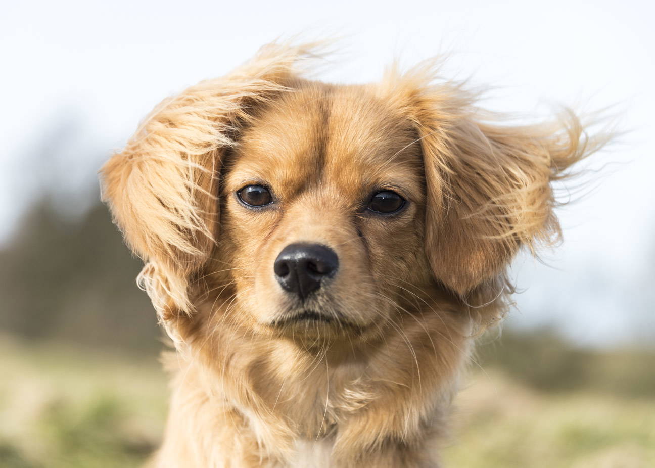 What should you know when hiring a pet photographer