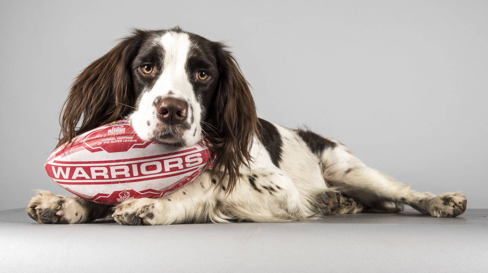 5 pet photography tricks to get that golden shot